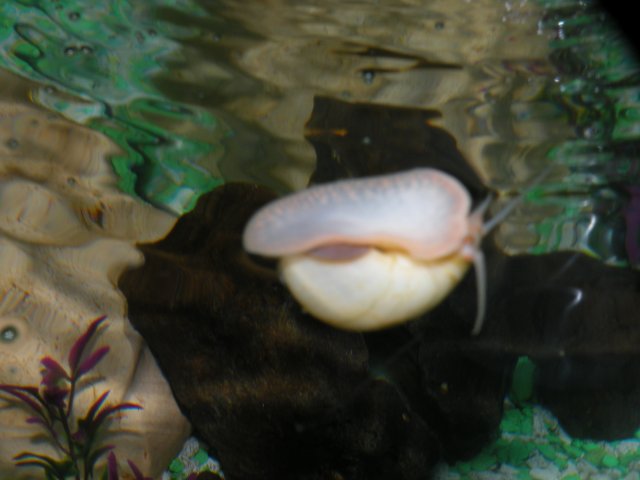 DSCN7052.JPG