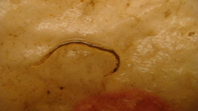DSC04901.JPG