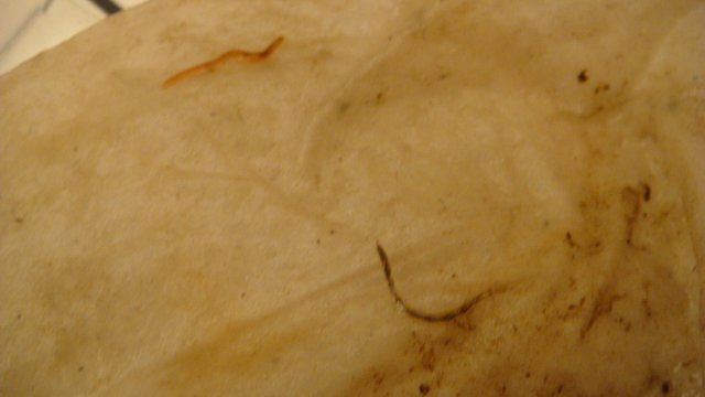 DSC04902.JPG