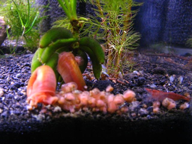 joes fish 071.jpg