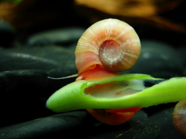 Pink Ramshorn - Green Bean.JPG