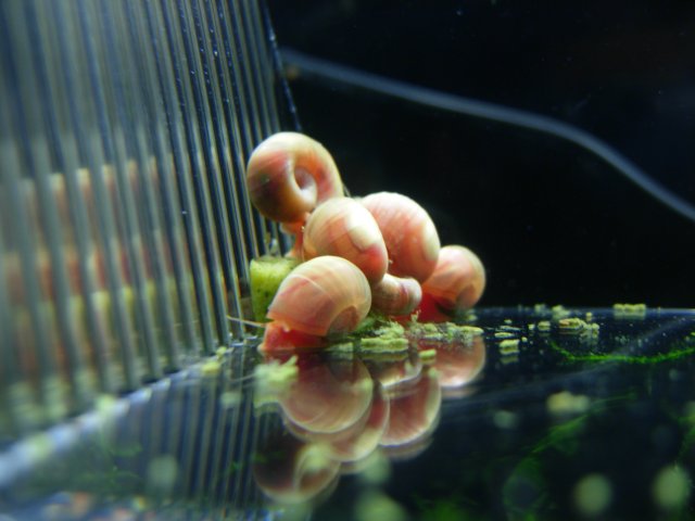 Pink Ramshorn - Ram Pile.JPG