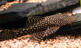 Ancistrus temminckii2.jpg