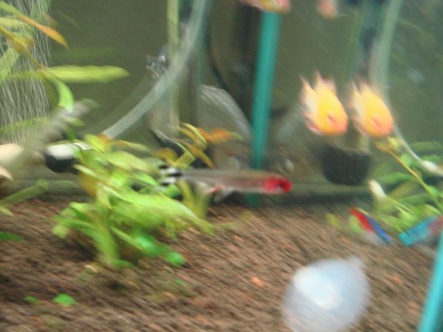DSC02420.JPG