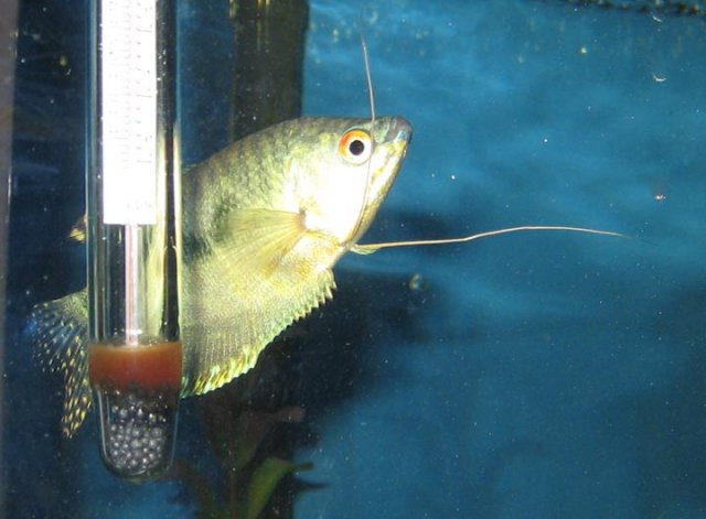 gourami1.jpg