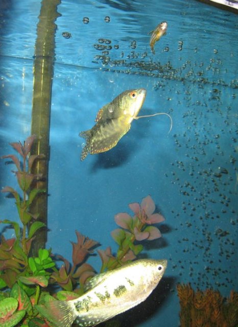 gourami2.jpg