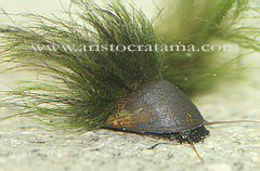 snail_don_king.jpg