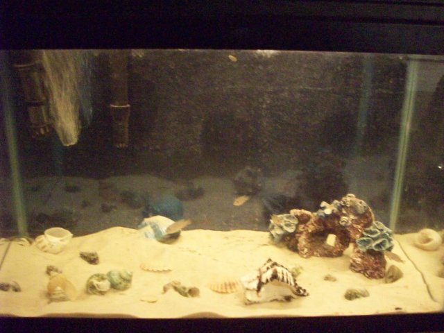 Multie Tank.jpg