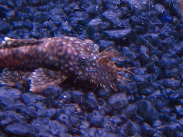 IMG_0417.JPG