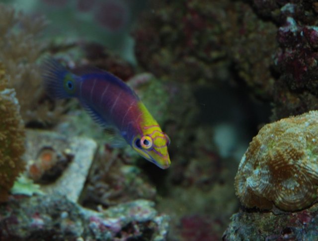 MWrasse.jpg