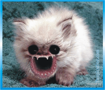 funny%20crazy%20cat.gif funny%20crazy%20cat.gif