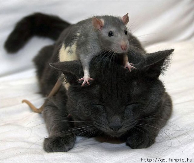 OK_WHERES_DA_MOUSE.jpg OK_WHERES_DA_MOUSE.jpg