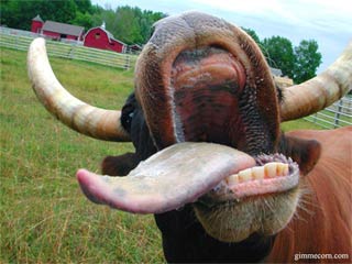 cow.jpg cow.jpg