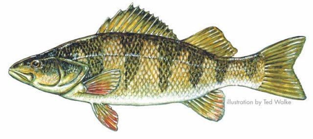 perch.jpg