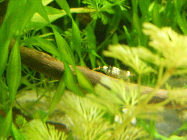 05-20-2009 024.jpg