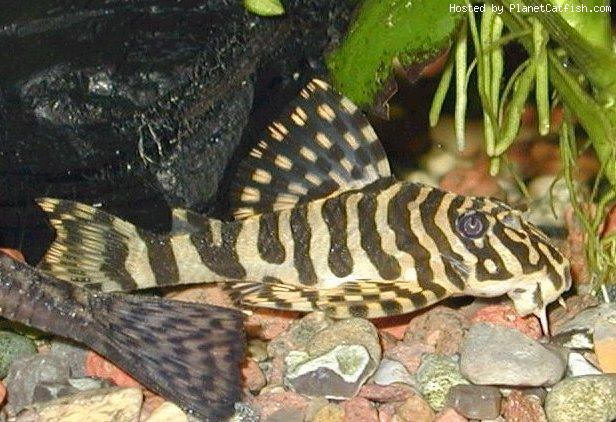 plec.jpg