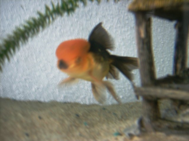 PHOT0509.JPG
