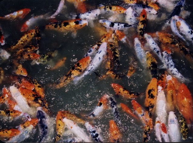 goldfish.jpg
