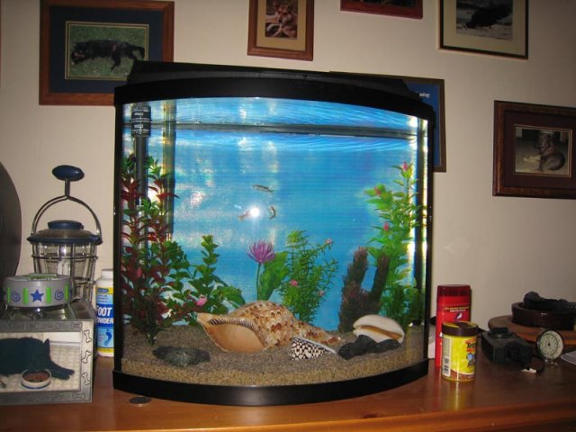 danio2.jpg
