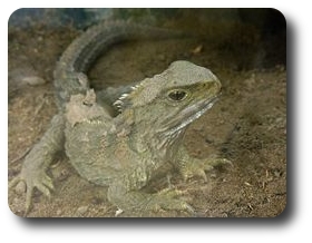tautara2.jpg