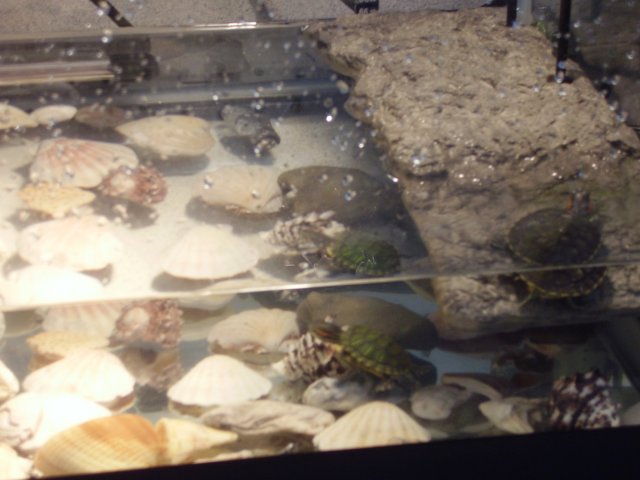 COURTNEYS PIC'S 023.JPG