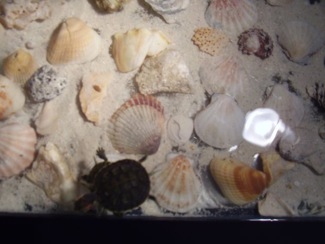 COURTNEYS PIC'S 024.JPG