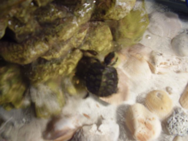 COURTNEYS PIC'S 025.JPG