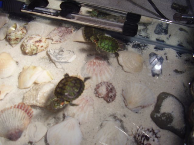 COURTNEYS PIC'S 029.JPG