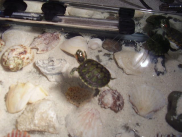 COURTNEYS PIC'S 031.JPG