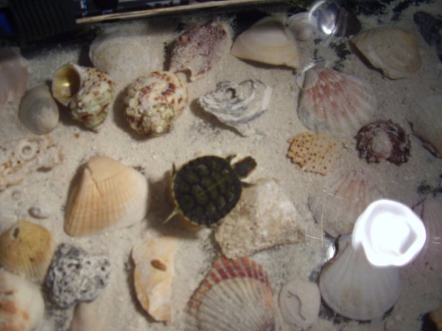 COURTNEYS PIC'S 036.JPG