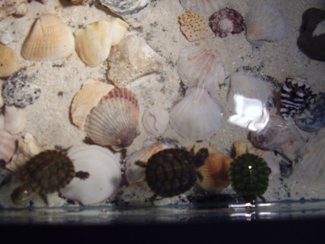 COURTNEYS PIC'S 040.JPG
