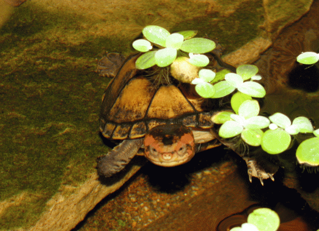 Red-Cheek-Mud-Turtle3.gif Red-Cheek-Mud-Turtle3.gif