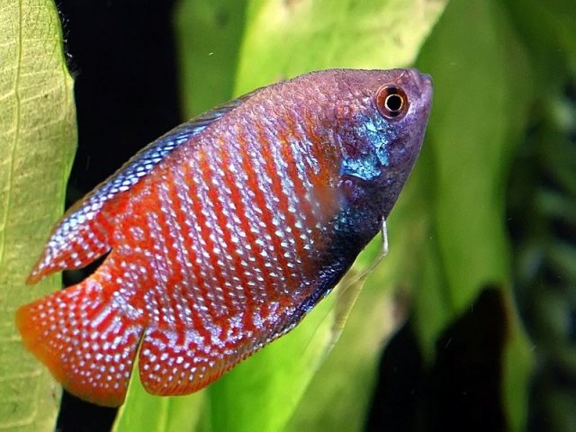 dwarff gourami.jpg
