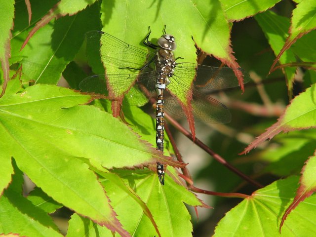 IMG_4556.JPG