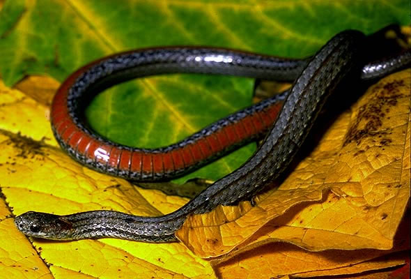 snake.jpg