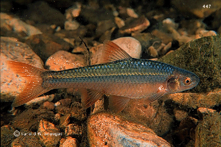 guessfish1.gif