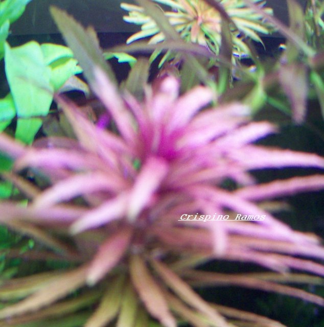 Limnophila aromatica.jpg