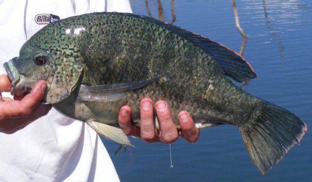 tilapia2.jpg