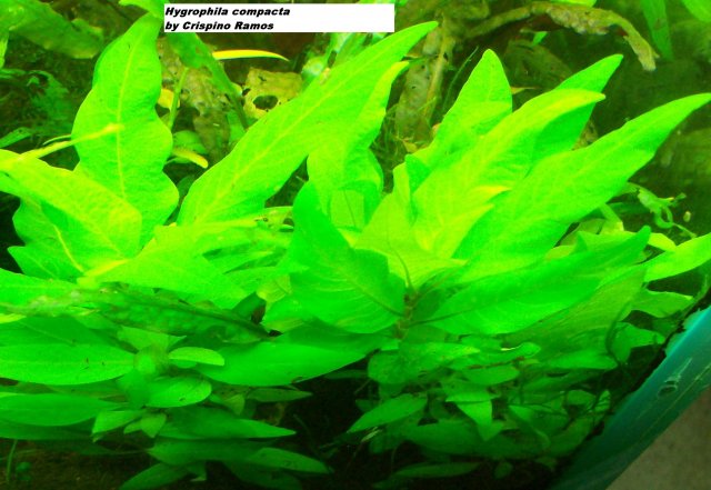 Hygrophila compacta 6-2-09.jpg