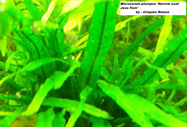 Microsorum pteropus 'narrow leaf java fern' 6-2-09.jpg