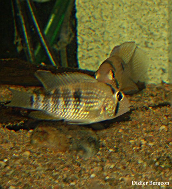 PICT0045A.jpg