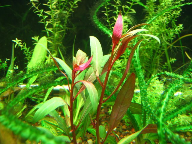 new tank 503.jpg