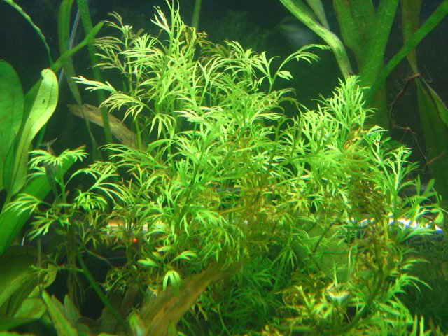 new tank 543.jpg