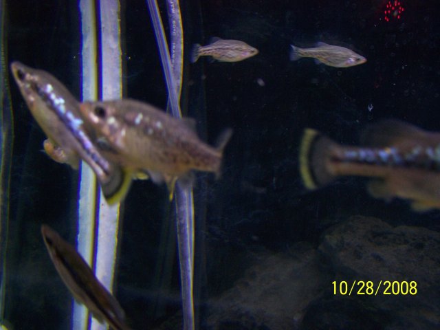 100_1077.JPG