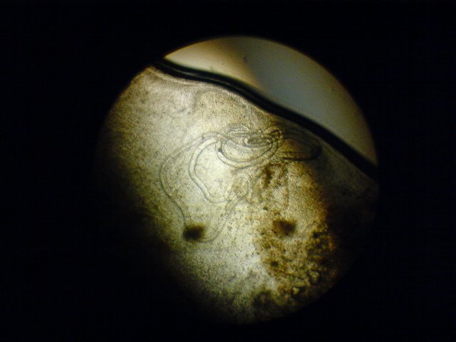 DSC00219.JPG