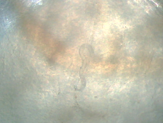 IMG00071-20090324-2358.jpg