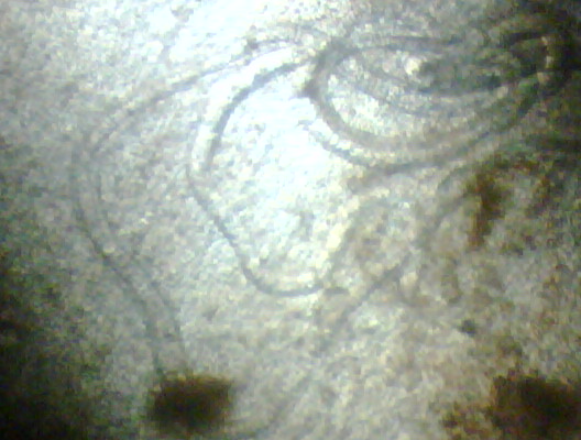 IMG00079-20090325-0026.jpg