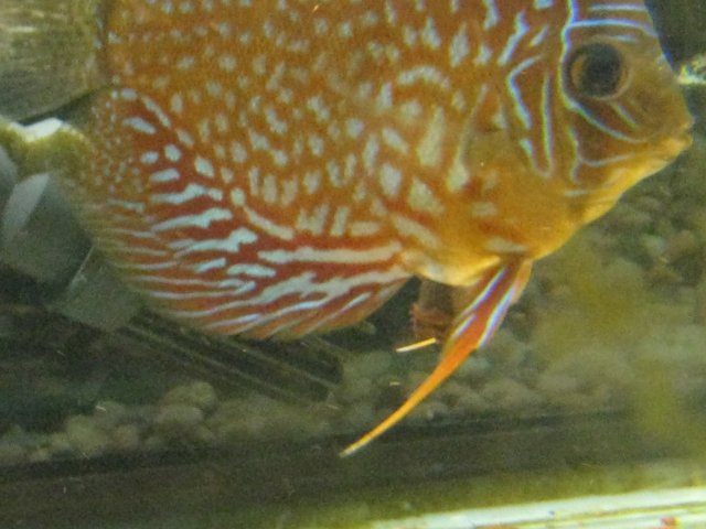 IMG_0353.JPG IMG_0353.JPG