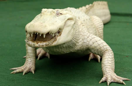 albinoalligator.jpg