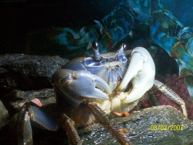 crabman%20002.jpg